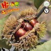 New crop fresh chestnuts from Hebei