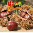 Organic Fresh Chestnuts Castanea Sativa Whole Ches