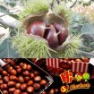 Wholesale Chestnut Fresh Chinese chestnut